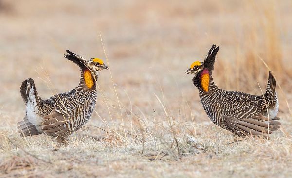 Archer, Ken 아티스트의 Greater prairie chickens-competing males작품입니다.